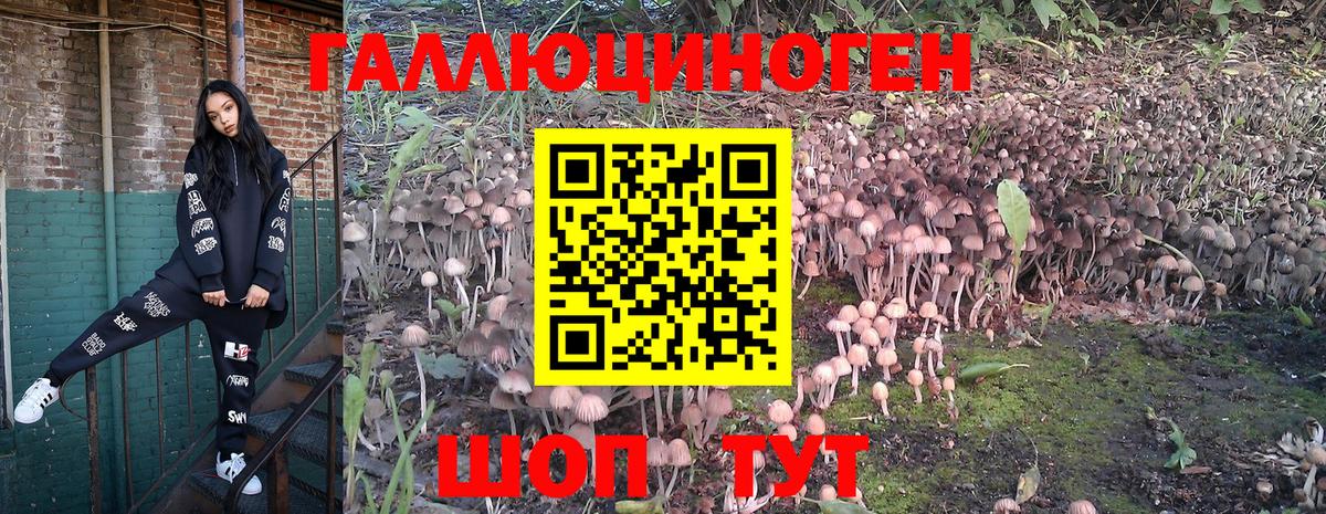 Псилоцибиновые грибы Psilocybine cubensis  где можно купить наркотик  Краснознаменск  Вход с VPN 